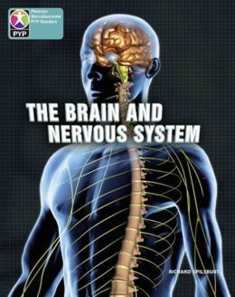 Picture of BRAIN AND NERVOUS SYSTEM 6 PACK