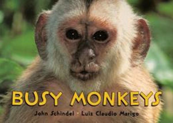 Picture of BUSY MONKEYS